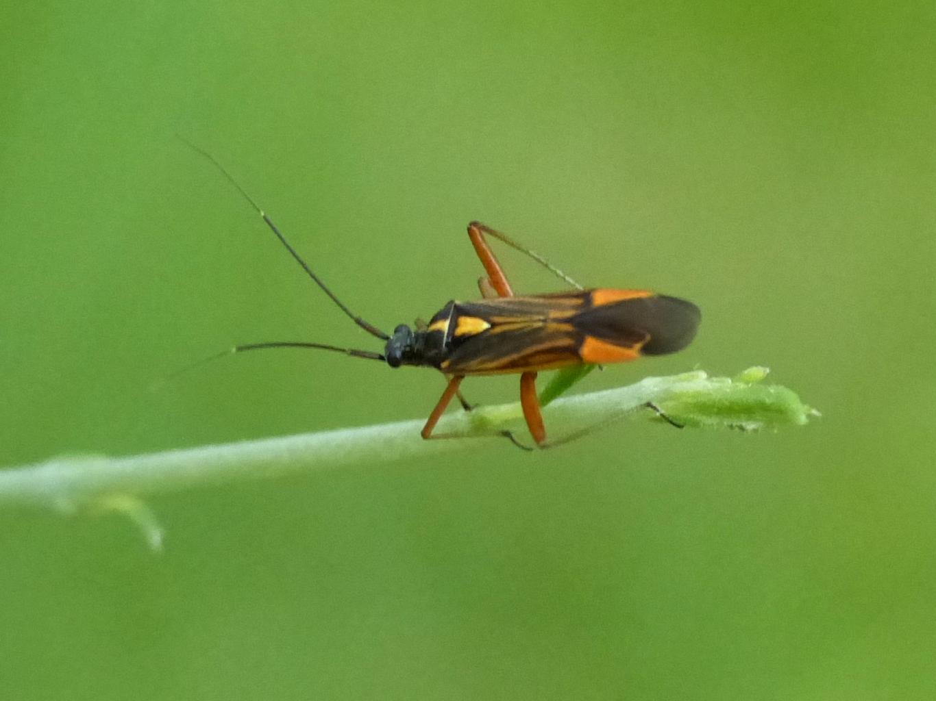 Lygaeidae? No. Miridae su ginestra: Miris striatus